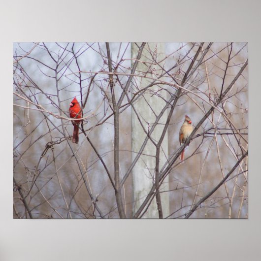 Cardinal family ポスター (正面)