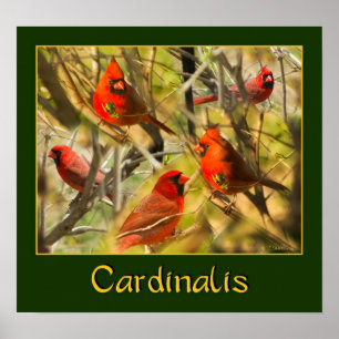 Cardinalis - POSTER – コラージュ・オブ・深紅色 ポスター