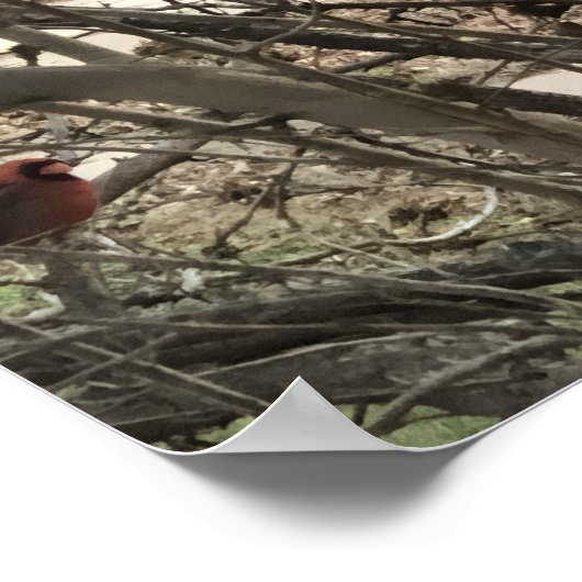 Cardinals ポスター (角)