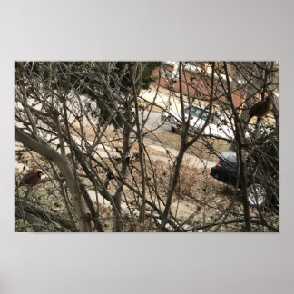 Cardinals ポスター