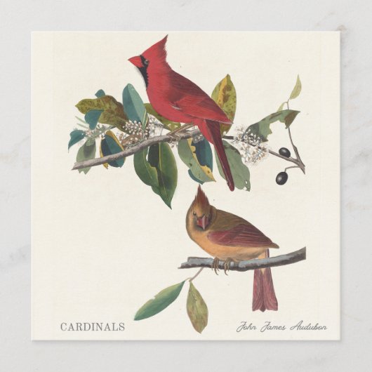 Cardinals by John James Audubon (正面)