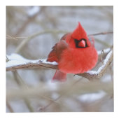 Cardinals_Photo_Cube フォトキューブ (正面)