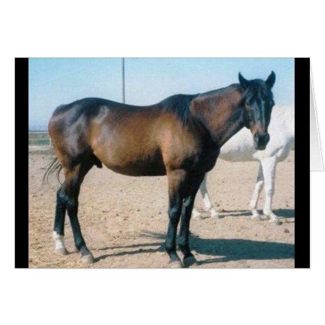 Cardmania (正面横)