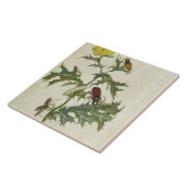 Cardos Spinosus: カブトムシおよび幼虫のプレート6 タイル (側面)