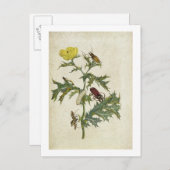 Cardos Spinosus:カブトムシとキャタピラ、プレート6 ポストカード (正面/裏面)