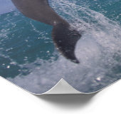 Caribbean, Bottlenose dolphins Tursiops ポスター (角)