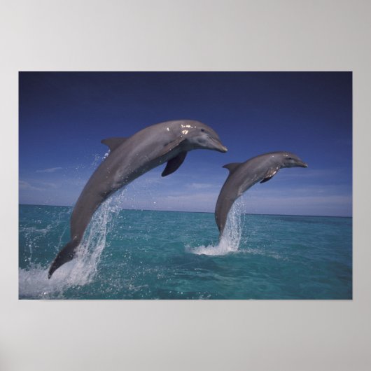 Caribbean, Bottlenose dolphins Tursiops ポスター (正面)