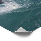 Caribbean, Bottlenose dolphins Tursiops 13 ポスター (角)