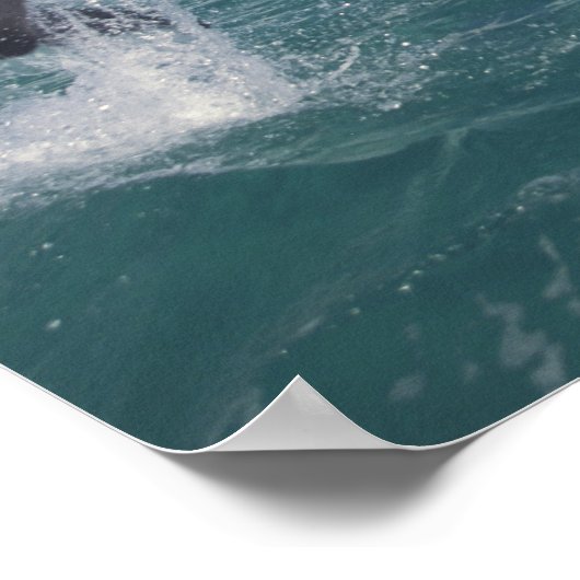 Caribbean, Bottlenose dolphins Tursiops 13 ポスター (角)