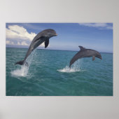 Caribbean, Bottlenose dolphins Tursiops 13 ポスター (正面)