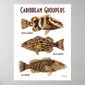 Caribbean Groupers ポスター (正面)