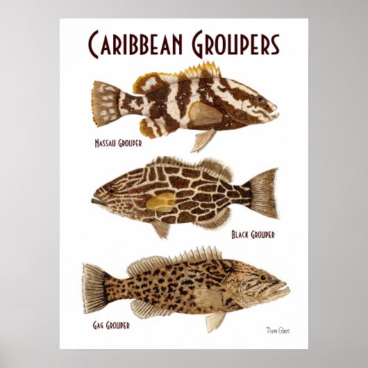 Caribbean Groupers ポスター (正面)