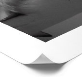 Caribbean Reef Shark ポスター (角)