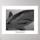 Caribbean Reef Shark ポスター (正面)