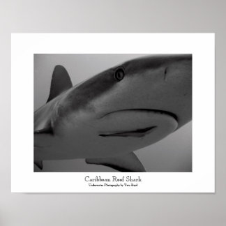 Caribbean Reef Shark ポスター