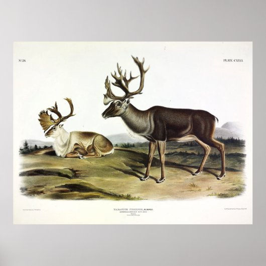 CaribouまたはAmerican Reindeer by Audubon ポスター (正面)