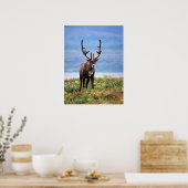 Caribou or Reindeer | Denali National Park, Alaska ポスター (キッチン)