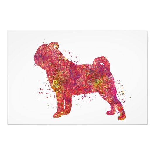 Carlin Animal Chien Domestique Nature Monde Canine フォトプリント (正面)