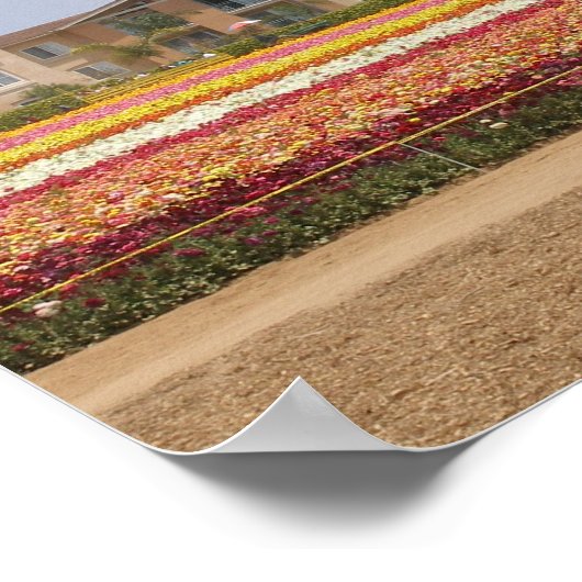Carlsbad Flower Field ポスター (角)