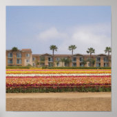 Carlsbad Flower Field ポスター (正面)