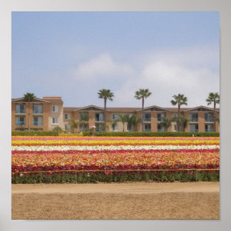 Carlsbad Flower Field ポスター