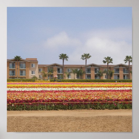 Carlsbad Flower Field ポスター (正面)