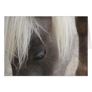 Carlyのかわいらしい小型雌の子馬