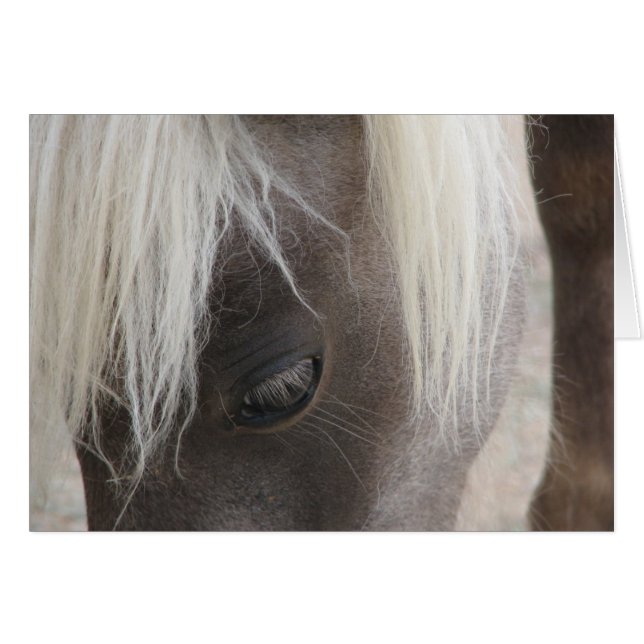 Carlyのかわいらしい小型雌の子馬 (正面横)