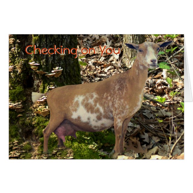 Carmelの小型酪農場の雌ジカのヤギはカスタマイズ (正面横)