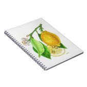 Carnet à spirales Citron “Limonier ferraris” ノートブック (右側)