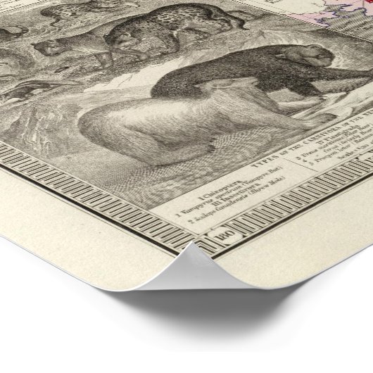 Carnivora ポスター (角)