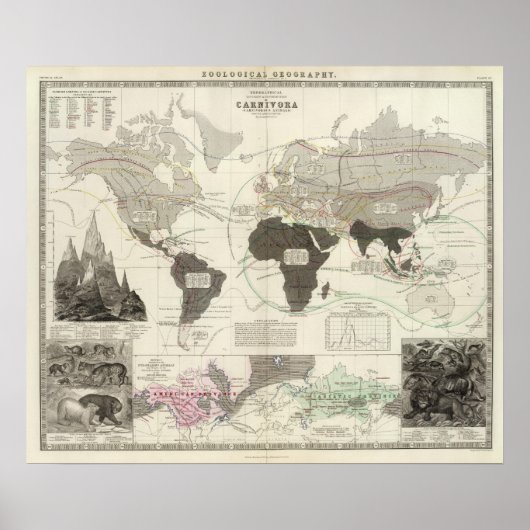 Carnivora ポスター (正面)