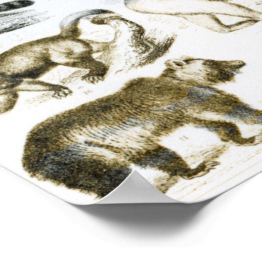 Carnivorous Animals ポスター (角)