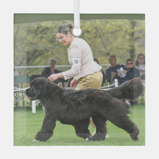 Carol B Newf Puppy Christmas Glass Ornament ガラスオーナメント (正面)