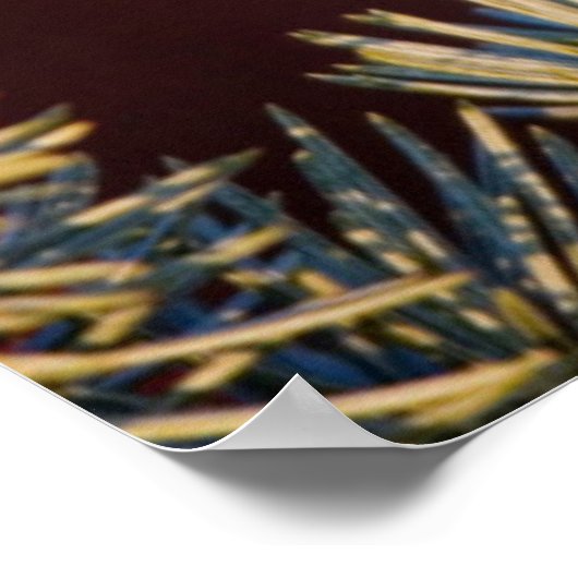 Carolina Chickadee in Blue Atlas Cedar ポスター (角)