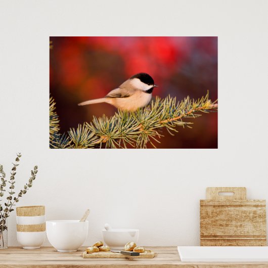 Carolina Chickadee in Blue Atlas Cedar ポスター (キッチン)