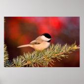 Carolina Chickadee in Blue Atlas Cedar ポスター (正面)