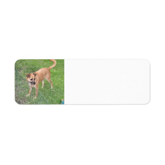 carolina dog full 2.png ラベル (正面)