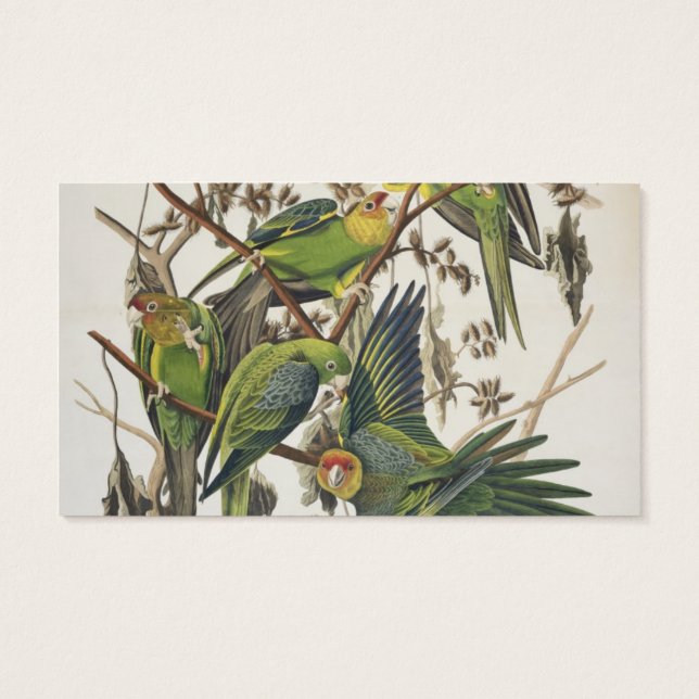 Carolina Parakeet, from 'Birds of America', 1829 (裏面)
