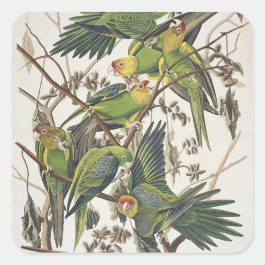 Carolina Parakeet, from 'Birds of America', 1829 スクエアシール (正面)