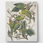 Carolina Parakeet, from 'Birds of America', 1829 フォトプラーク (正面)