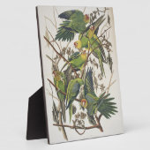 Carolina Parakeet, from 'Birds of America', 1829 フォトプラーク (側面)