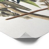 Carolina Parakeet, from 'Birds of America', 1829 ポスター (角)