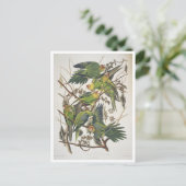 Carolina Parakeet, from 'Birds of America', 1829 ポストカード (スタンド正面)