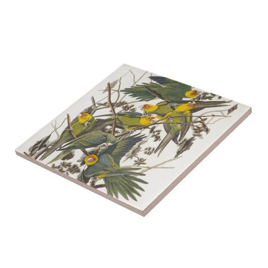 Carolina Parrot - John James Audubon (1827-1838) タイル (側面)