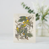 Carolina Parrot - John James Audubon (1827-1838) ポストカード (スタンド正面)