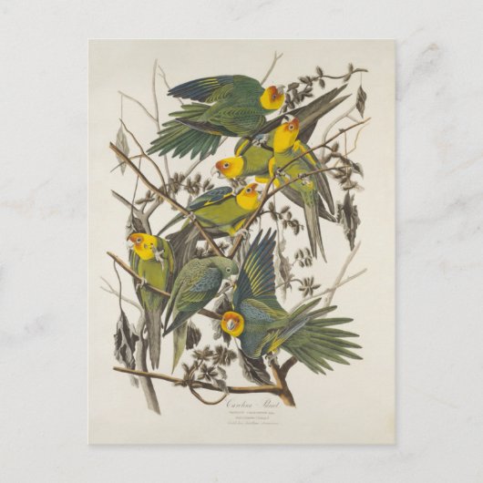 Carolina Parrot - John James Audubon (1827-1838) ポストカード (正面)