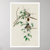 Carolina Titmouse by Audubon Poster ポスター (正面)