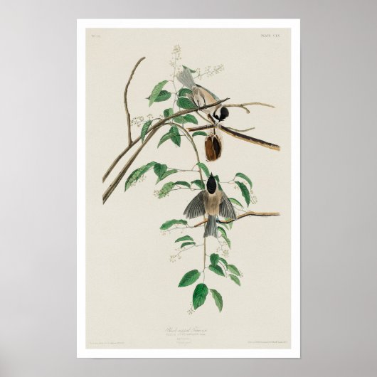 Carolina Titmouse by Audubon Poster ポスター (正面)