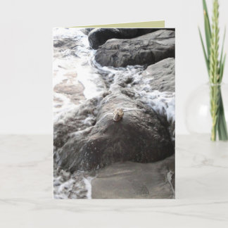 Carpe Diem カード